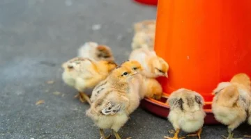 تحديثات بورصة الدواجن.. تغيرات جديدة في أسعار الكتاكيت بمختلف الشركات المصرية اليوم السبت